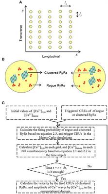 The Interplay of Rogue and Clustered Ryanodine Receptors Regulates Ca2+ Waves in Cardiac Myocytes